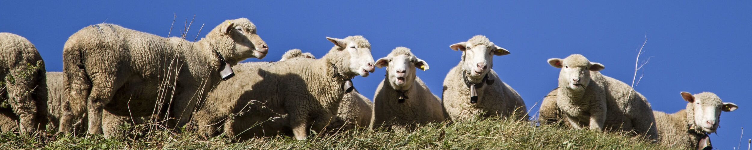 Schaf Herde auf der Alp