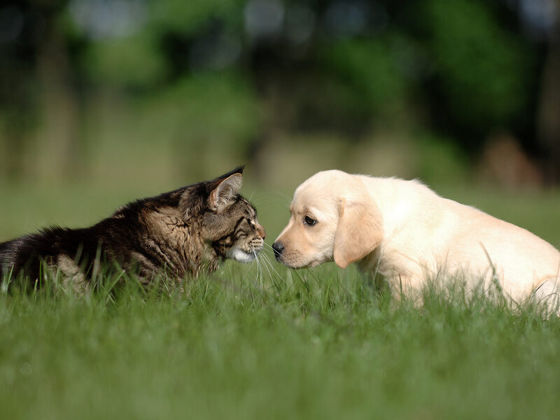 cat and dogs smell at each other