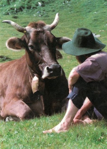 man and cow